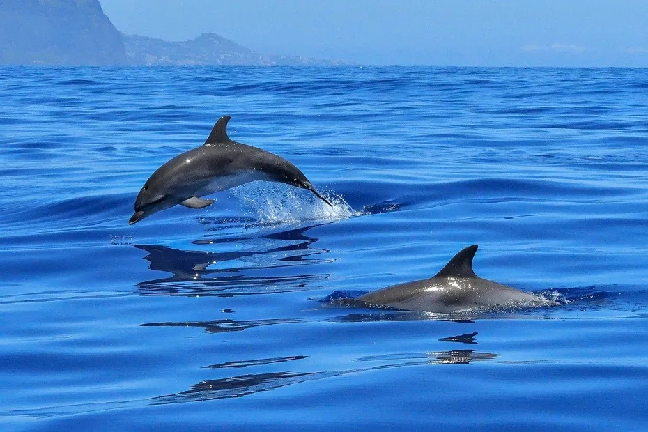 deux dauphins dans la mer en Martinique