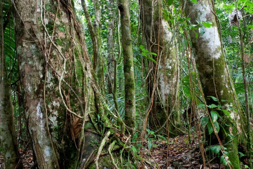 Parmi les arbres de Martinique, Le gommier