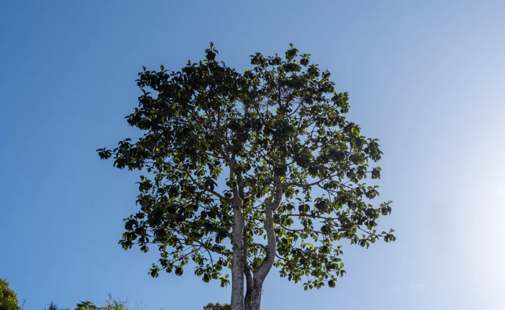 Parmi les arbres de Martinique, Le mahogany