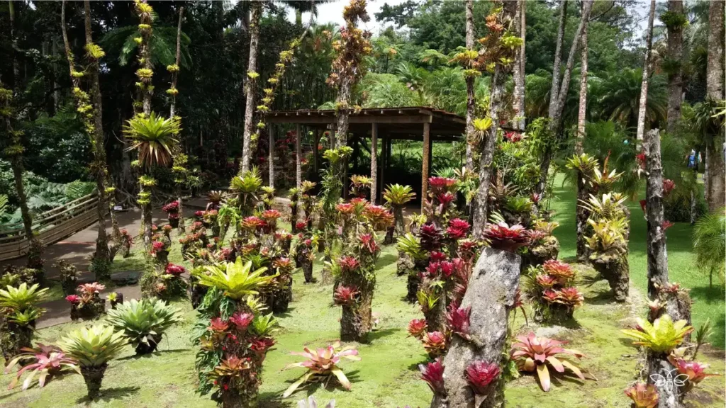 Arbres du Jardin de Balata