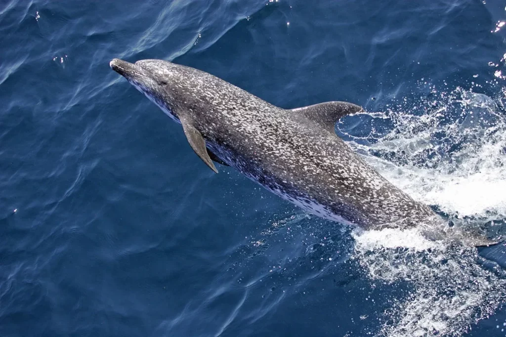 Parmi les dauphins en Martinique, le dauphin tacheté Pantropical