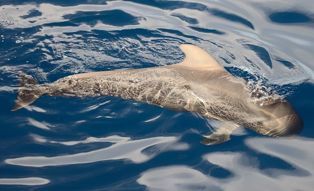 Parmi les dauphins en Martinique, le Globicéphale Tropical