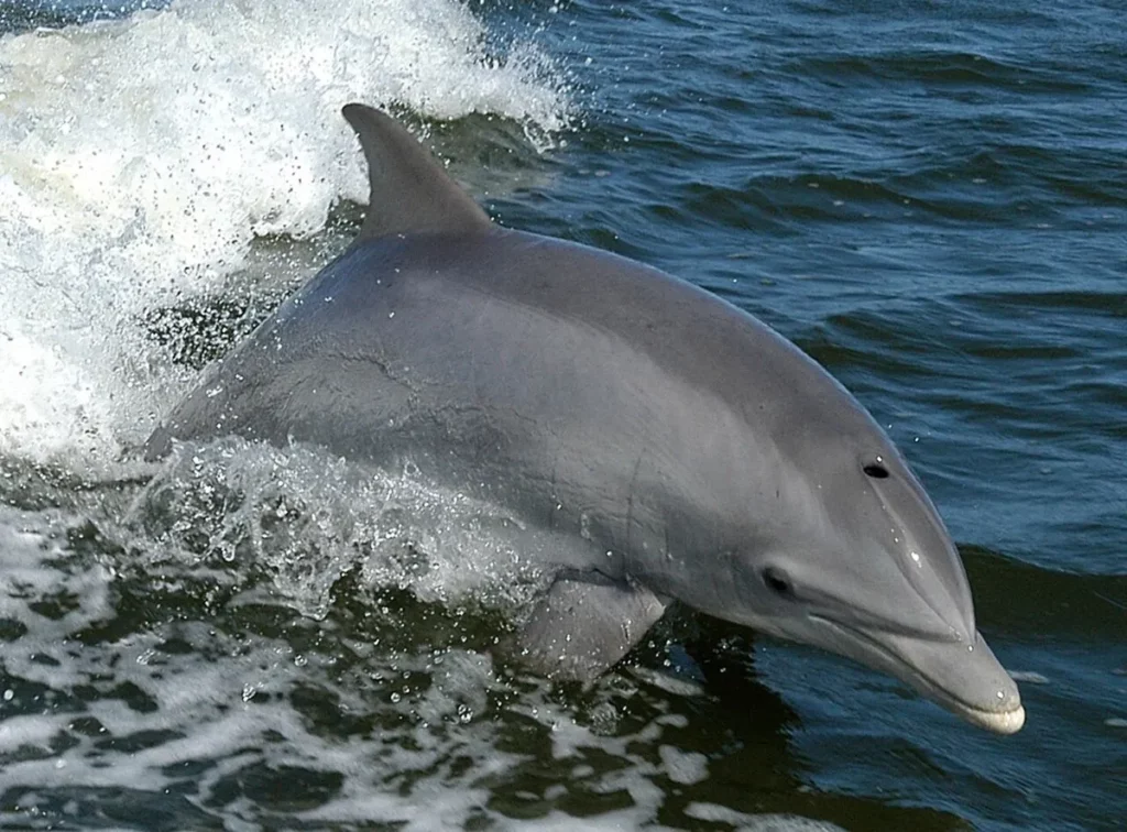 Parmi les dauphins en Martinique, le grand dauphin