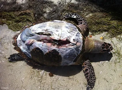 Tortue marine en Martinique morte après un choc avec embarcation