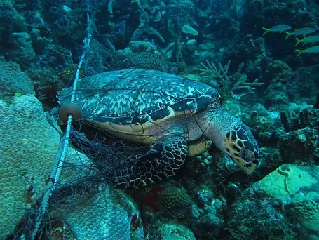 Tortue marine en Martinique morte dans un filet de pêche