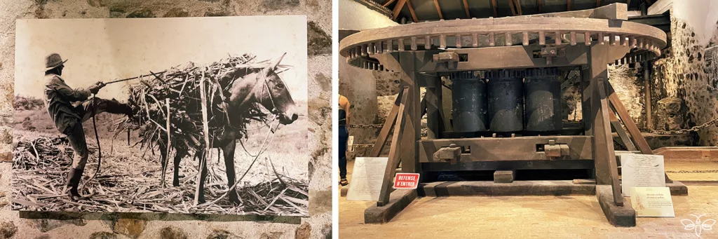 Photographies exposées à l'habitation à Sainte-Marie en Martinique (Distillerie Saint-James)