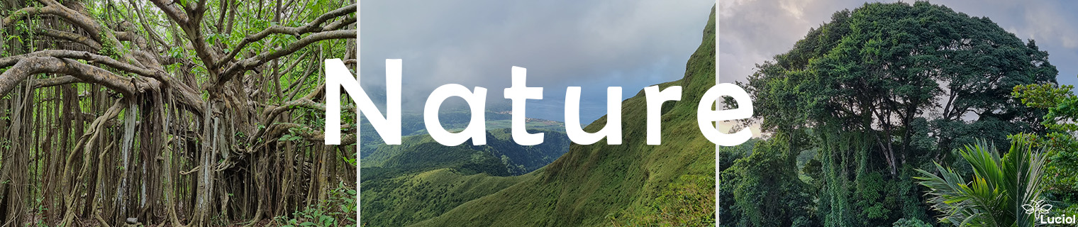 Partir en Martinique pour explorer la nature de l'île : faune locale et flore endémique sauront enchanter les visiteurs. Sur Luciol, vous découvrirez également les initiatives écologiques qui visent à préserver les écosystèmes naturels.